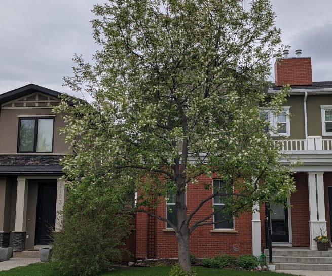 Pruned Schubert Choke Cherry