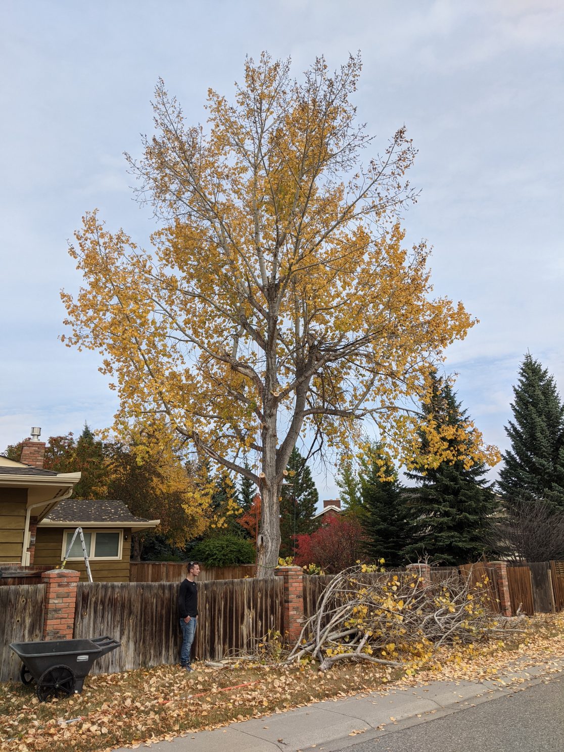 Calgary Tree Removal Services | ISA Certified Arborists - Free Quotes