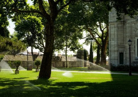 Do I need to water my trees?