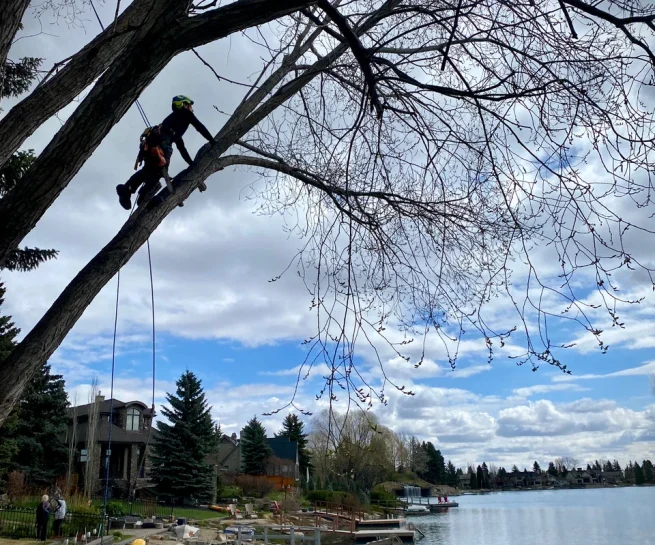 Pruning At The Beach