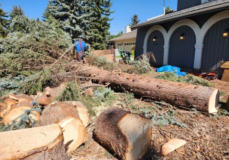 Tree work in progress - all that work determines the cost of tree removal in Calgary.