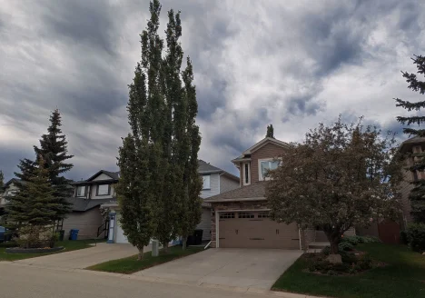 Swedish columnar aspens planted between Calgary homes, showing narrow growth habit and proximity to buildings and typical residential spacing