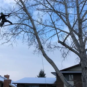 ISA Certified Arborist performing high-angle tree pruning on a residential poplar in Calgary