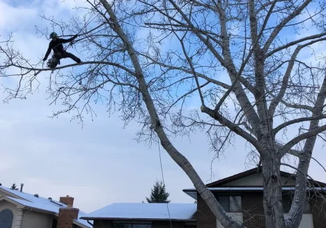 ISA Certified Arborist performing high-angle tree pruning on a residential poplar in Calgary